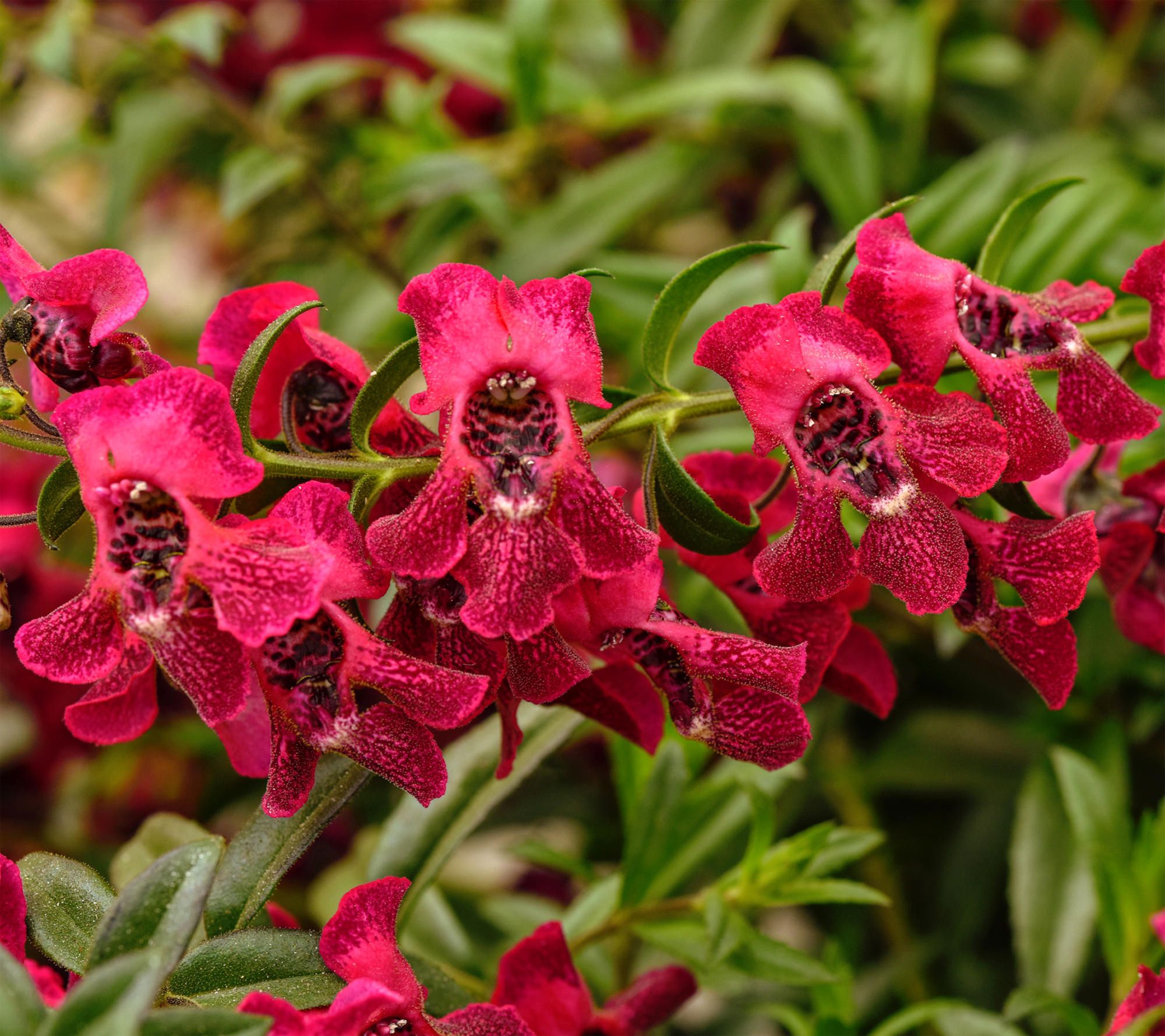 Cottage Farms AngelFlare Summer Snapdragon