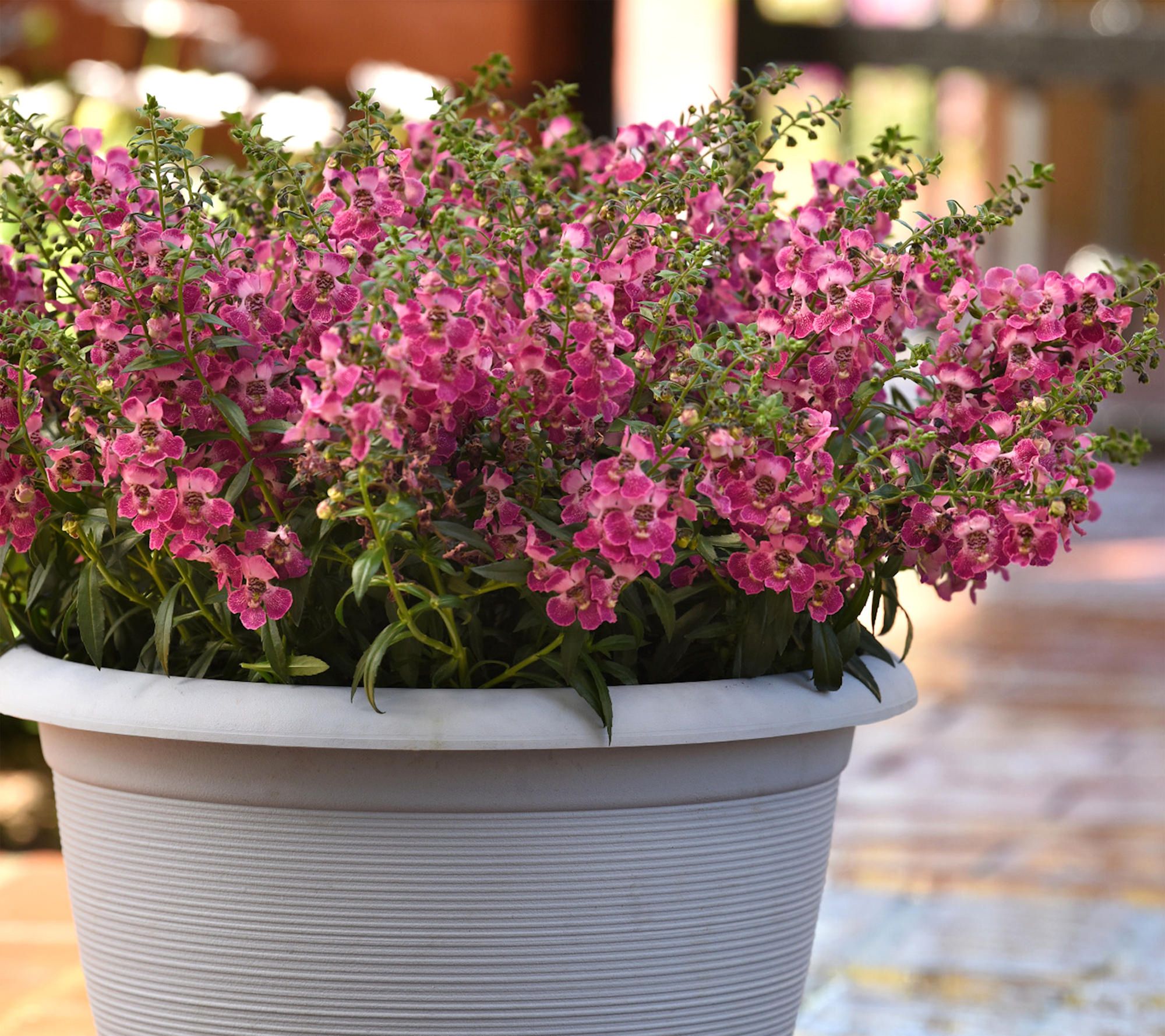 Cottage Farms AngelFlare Summer Snapdragon