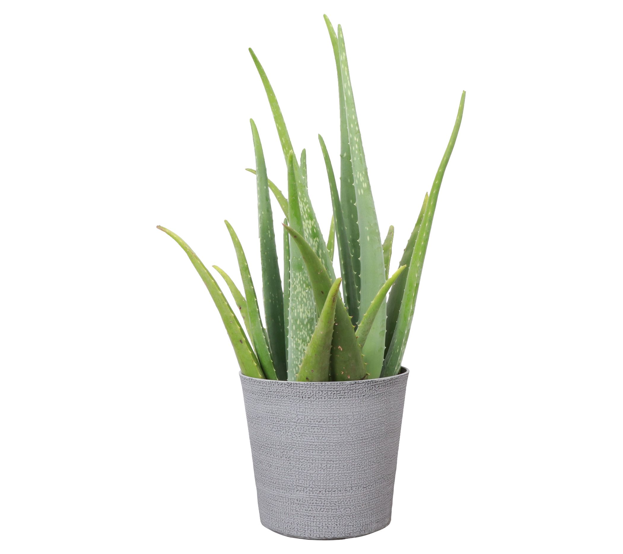 Thorsen's Greenhouse Live 6" Aloe Vera Plant inClassic Pot