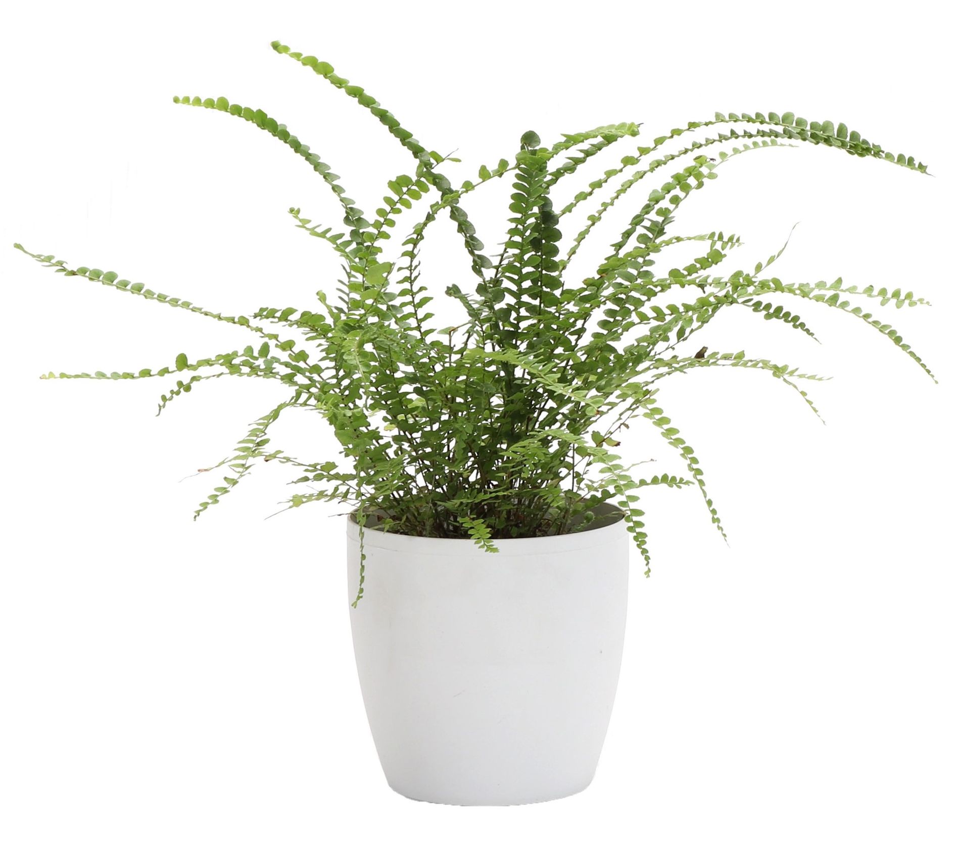 Thorsen's Green house Live 4" L emon Button Fer n in Classic Po