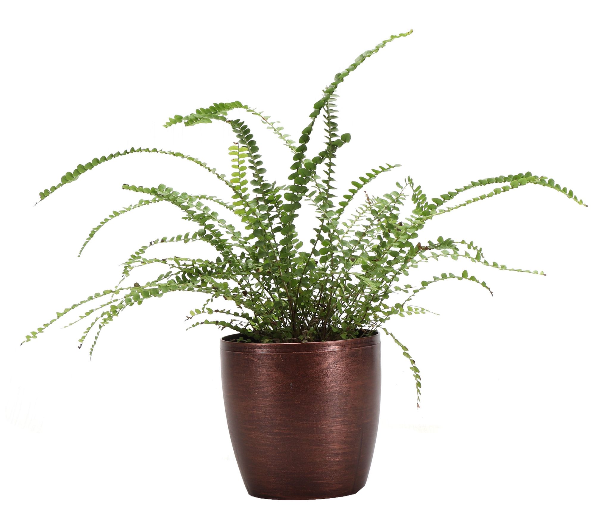 Thorsen's Green house Live 4" L emon Button Fer n in Classic Po