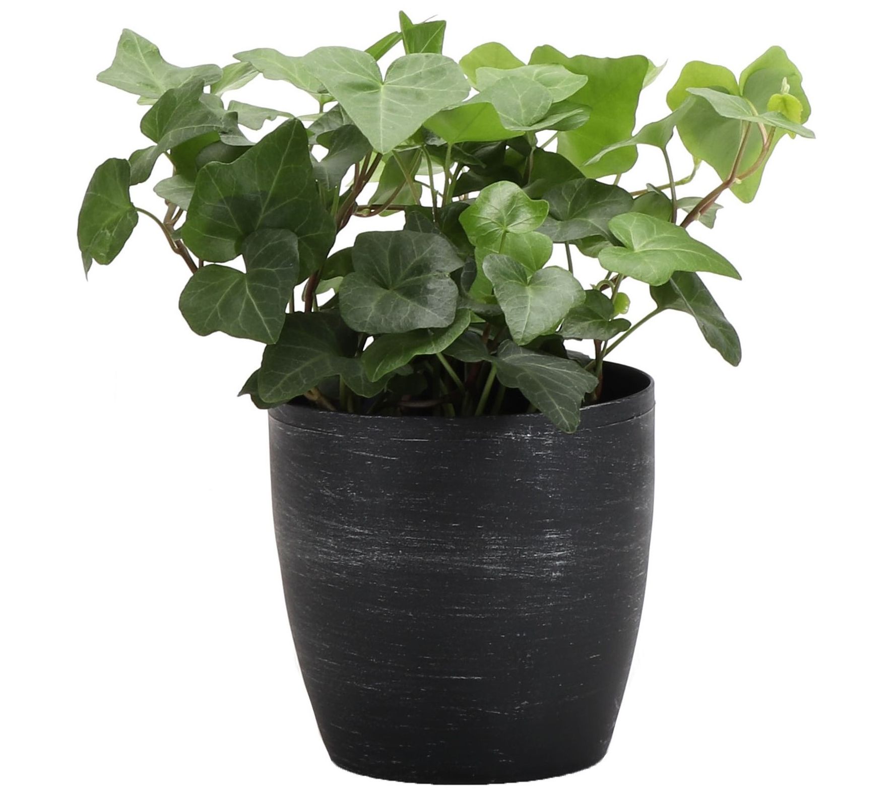 Thorsen's Greenhouse Live 4" Green Ivy Plant inClassic Pot