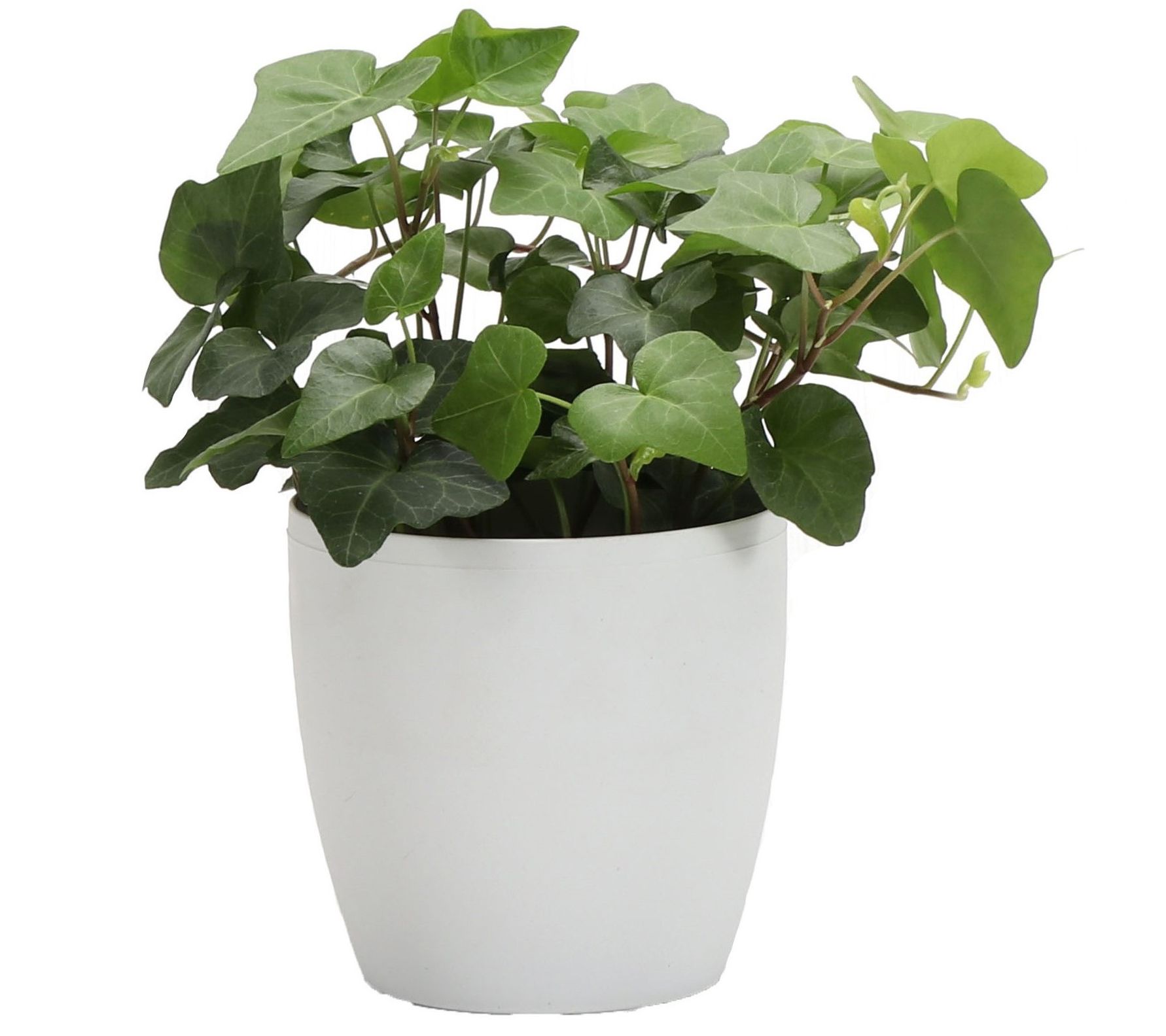 Thorsen's Greenhouse Live 4" Green Ivy Plant inClassic Pot