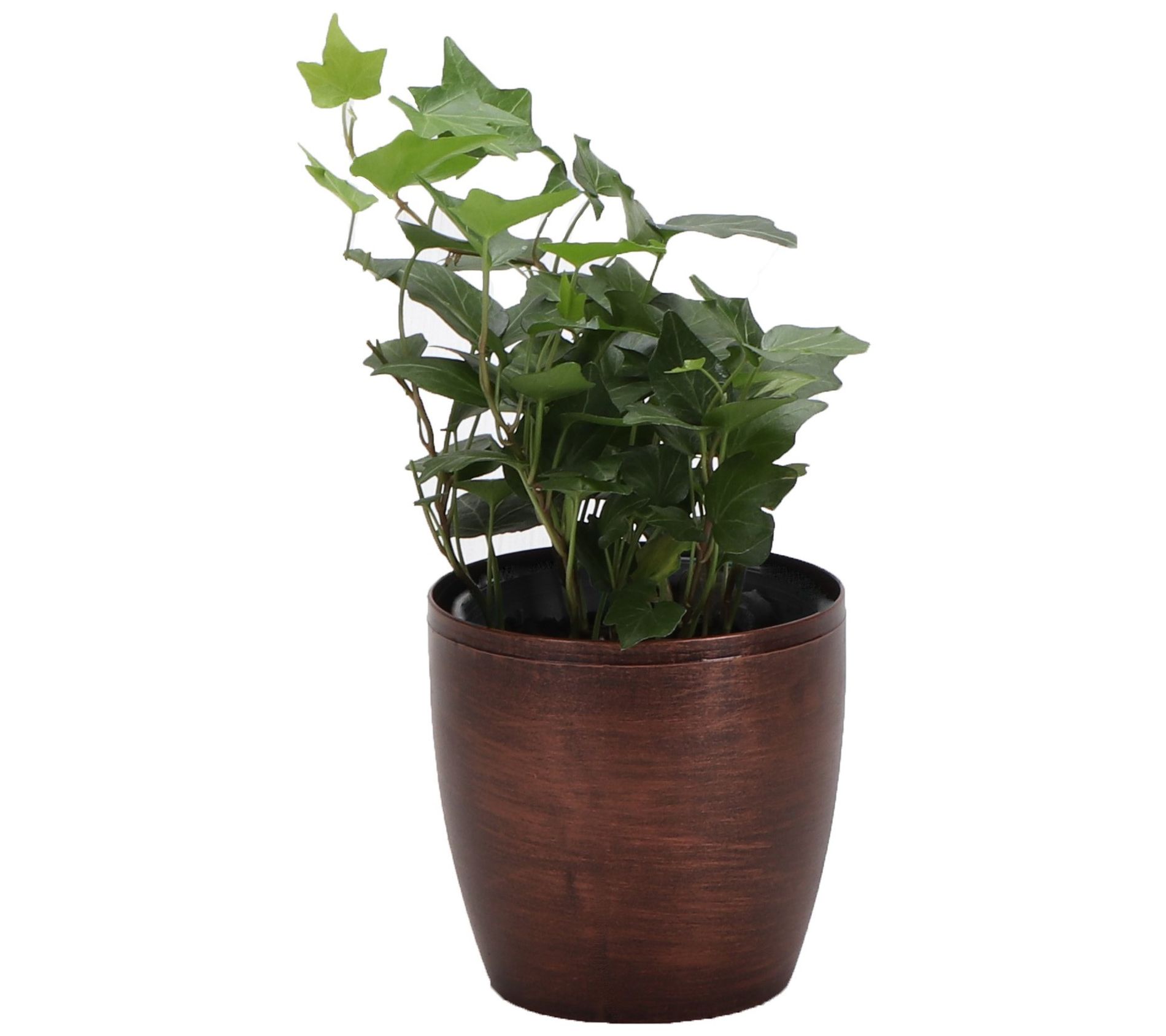 Thorsen's Greenhouse Live 4" Green Ivy Plant inClassic Pot