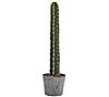41" Lifelike Cactus in Concrete Planter by Nearly Natural