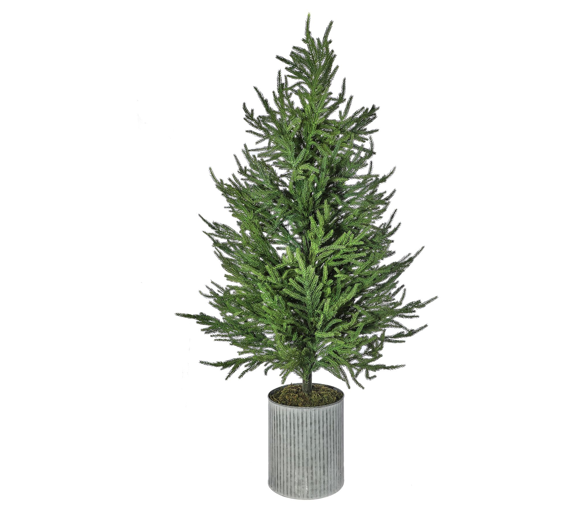 Valerie Parr Hill 50" Potted Norfolk Pine Tree
