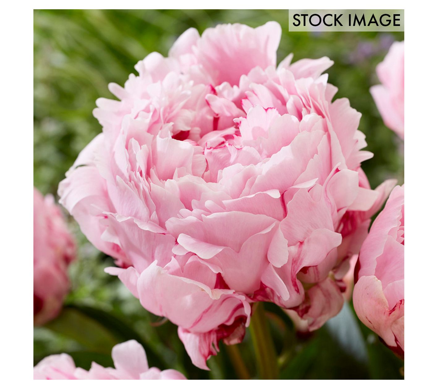 Van Zyverden Peonies Sarah Bernhardt 1 Economy Sized Root