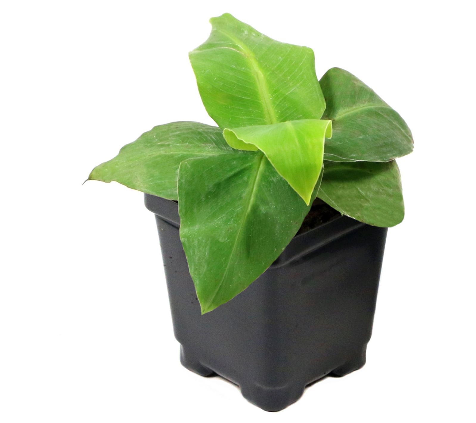 Cottage Farms Basjoo Hardy Banana