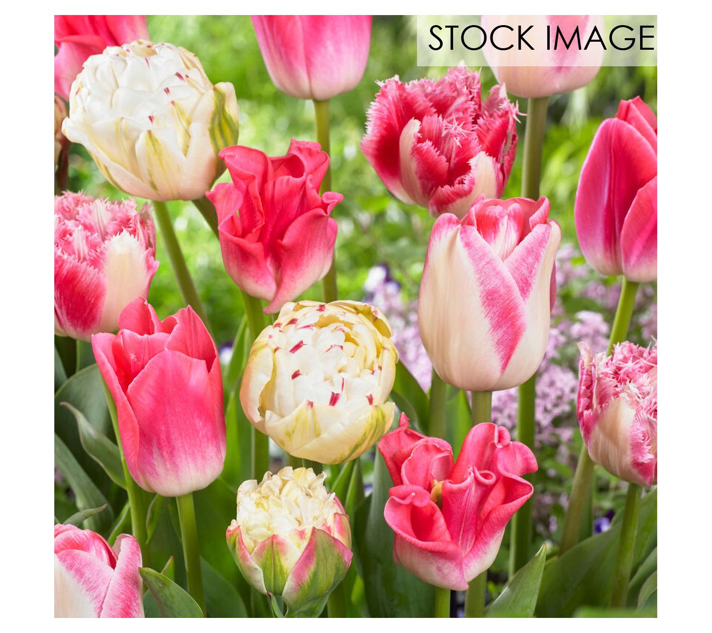 Van Zyverden Tulips Extended Bloom Cotton Candy Mix 25 Bulbs