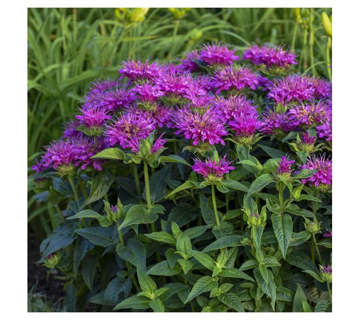 Roberta's Bee Balm Pardon My Purple II 1pc