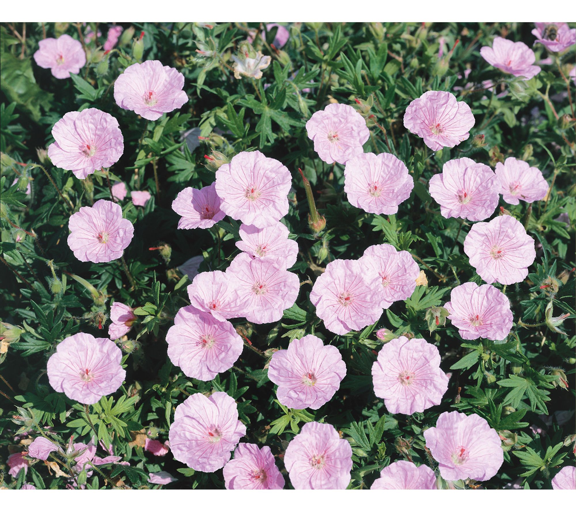 Roberta's 4 pc. Winter Hardy Geranium Collection