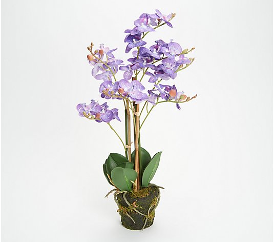 Barbara King 18" Real Touch Mini Phalaenopsis