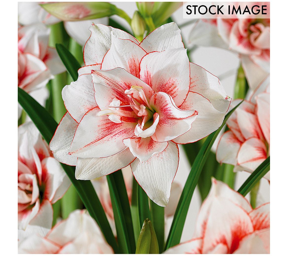 Van Zyverden Amaryllis Elvas Set of 1 Bulb