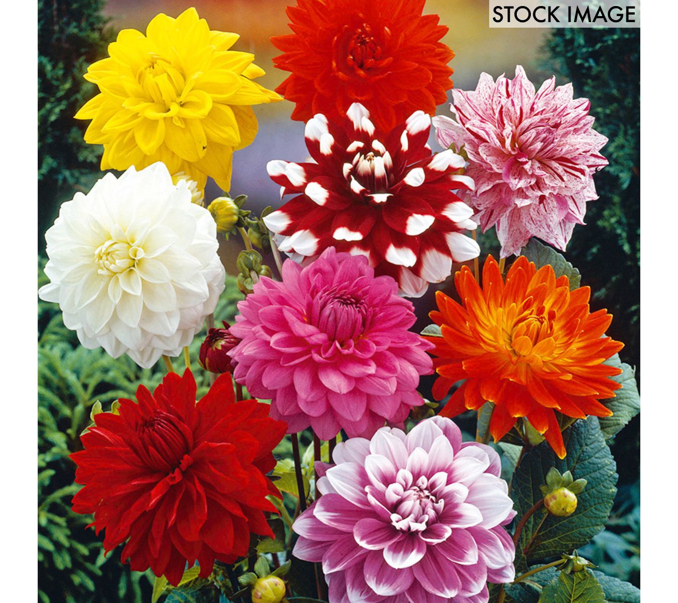 Van Zyverden Dahlias Decorative Mixed Set of 14Bulbs