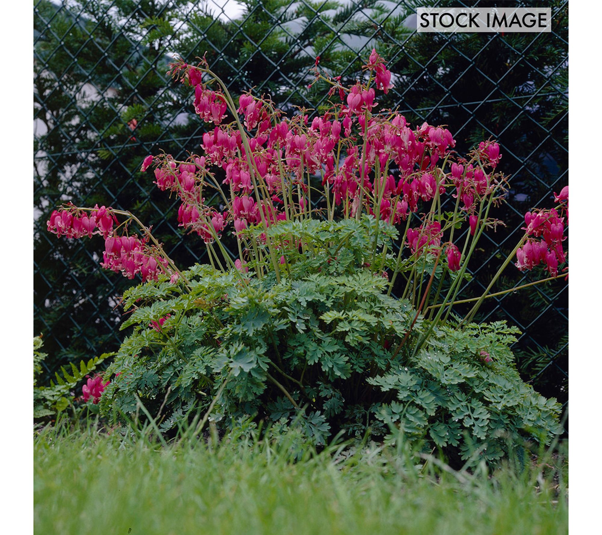 Van Zyverden Bleeding Hearts Luxuriant Set of 1Roots