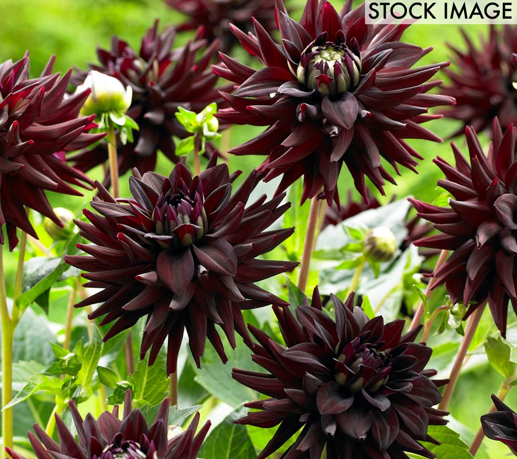 Van Zyverden Tamburo Dahlias - Set of 5 Bulbs