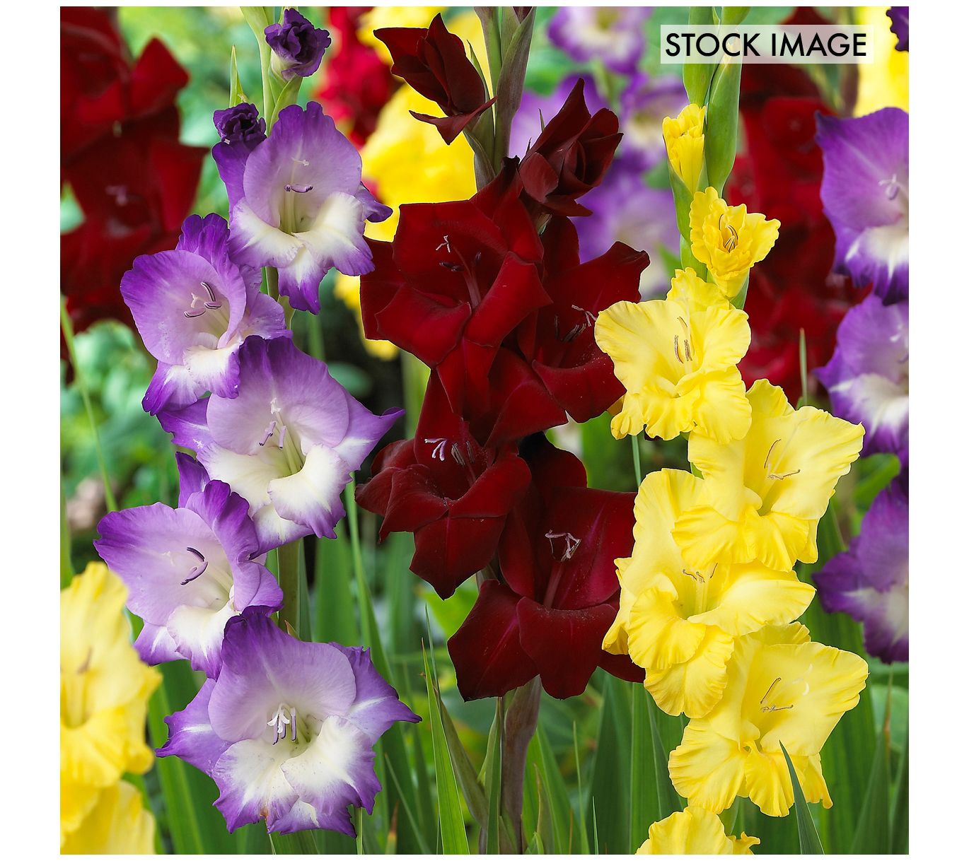 Van Zyverden Gladiolus De Luxe Blend Set of 25Corms