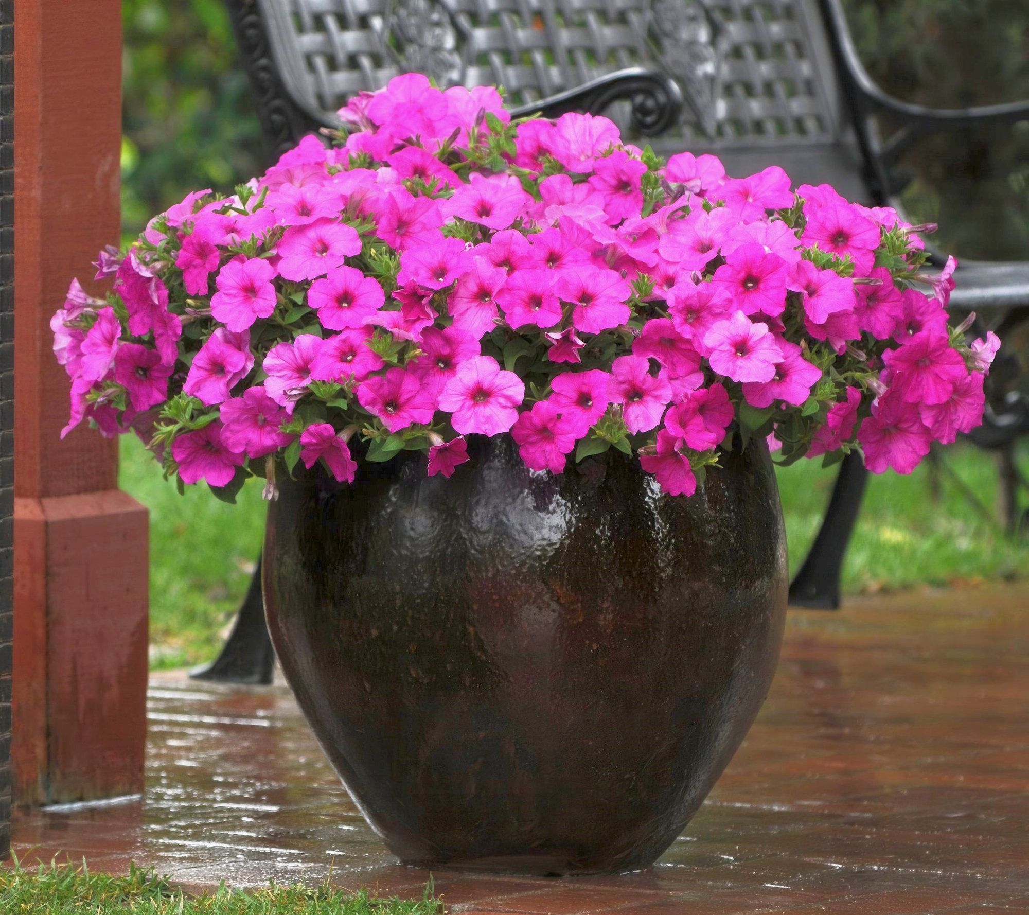 Cottage Farms 3-Piece Easy Wave Petunias