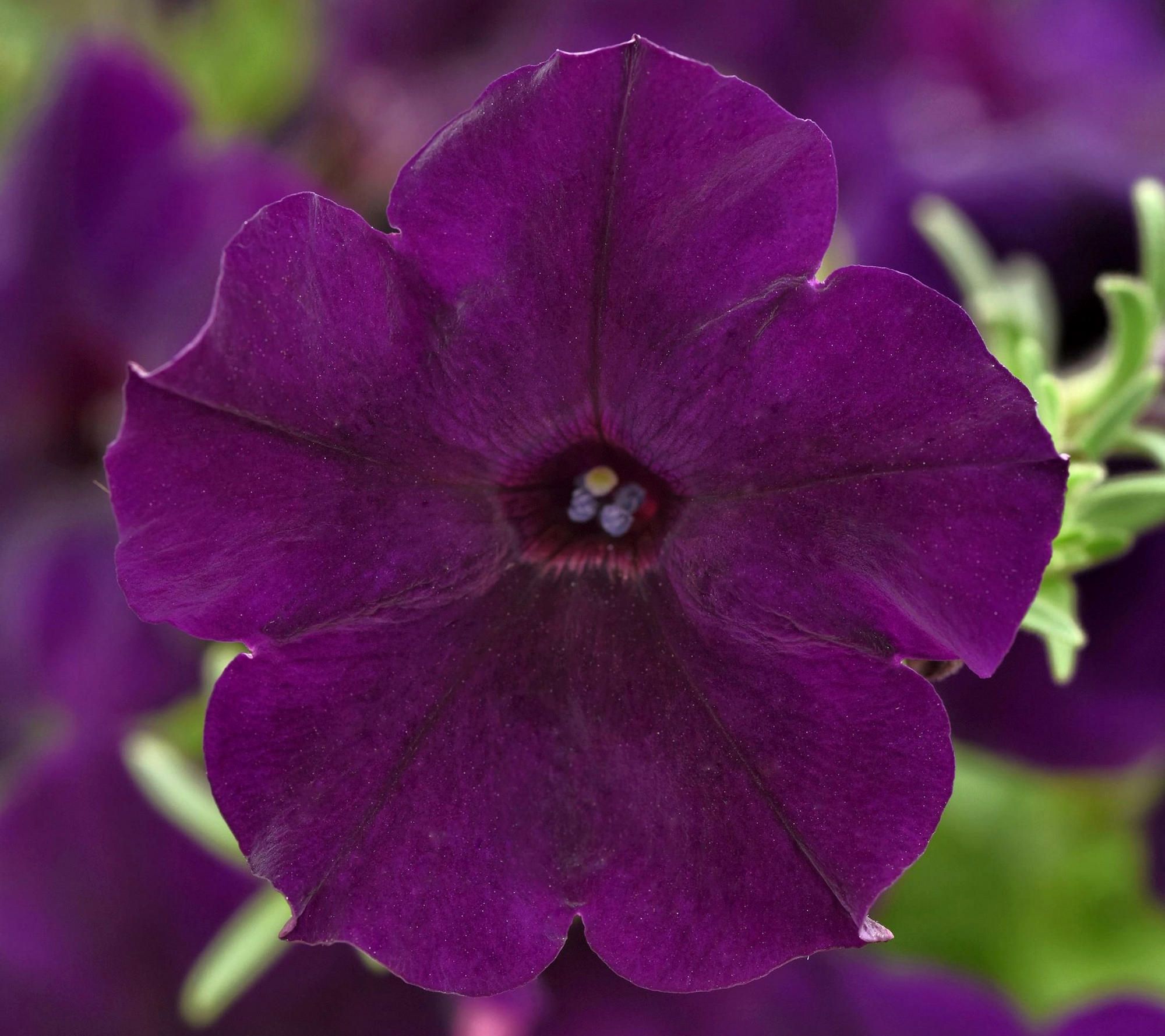 Cottage Farms 3-Piece Easy Wave Petunias