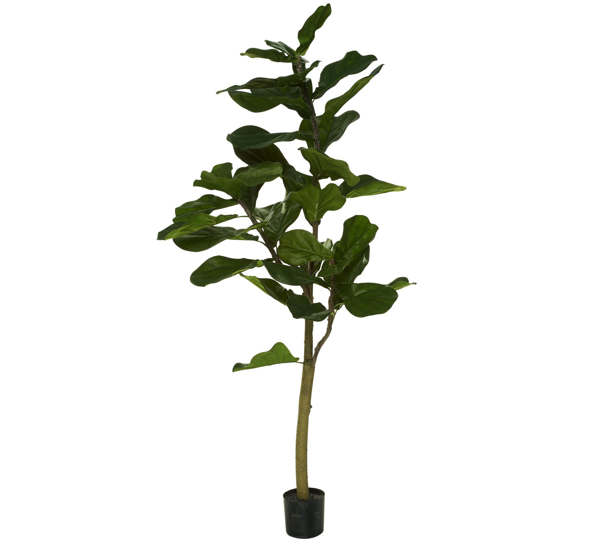 "As Is" 5' Potted Fiddle Leaf Tree in Pot by Valerie