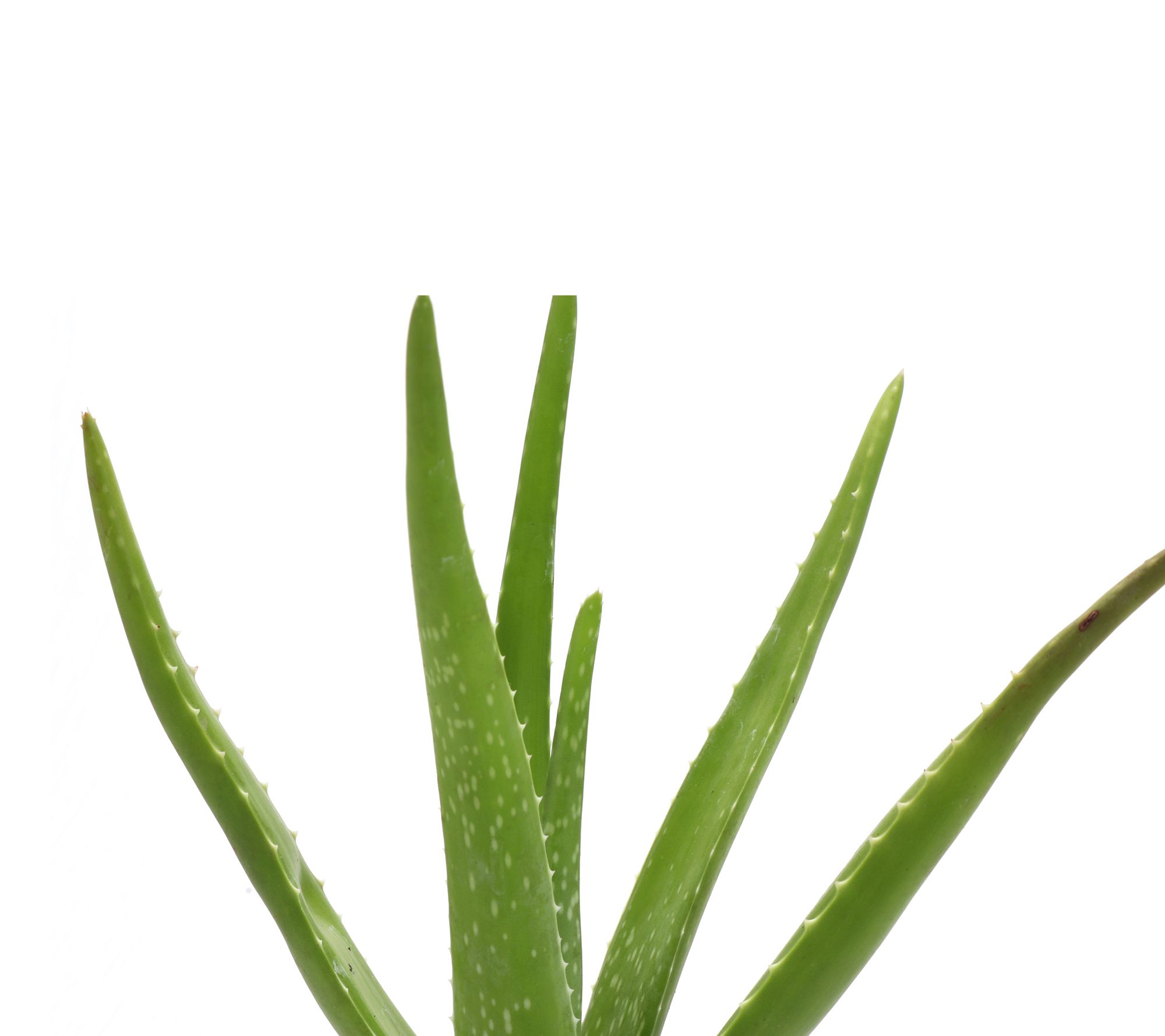 Thorsen's Greenhouse Live 4" Aloe Vera Plant inClassic Pot