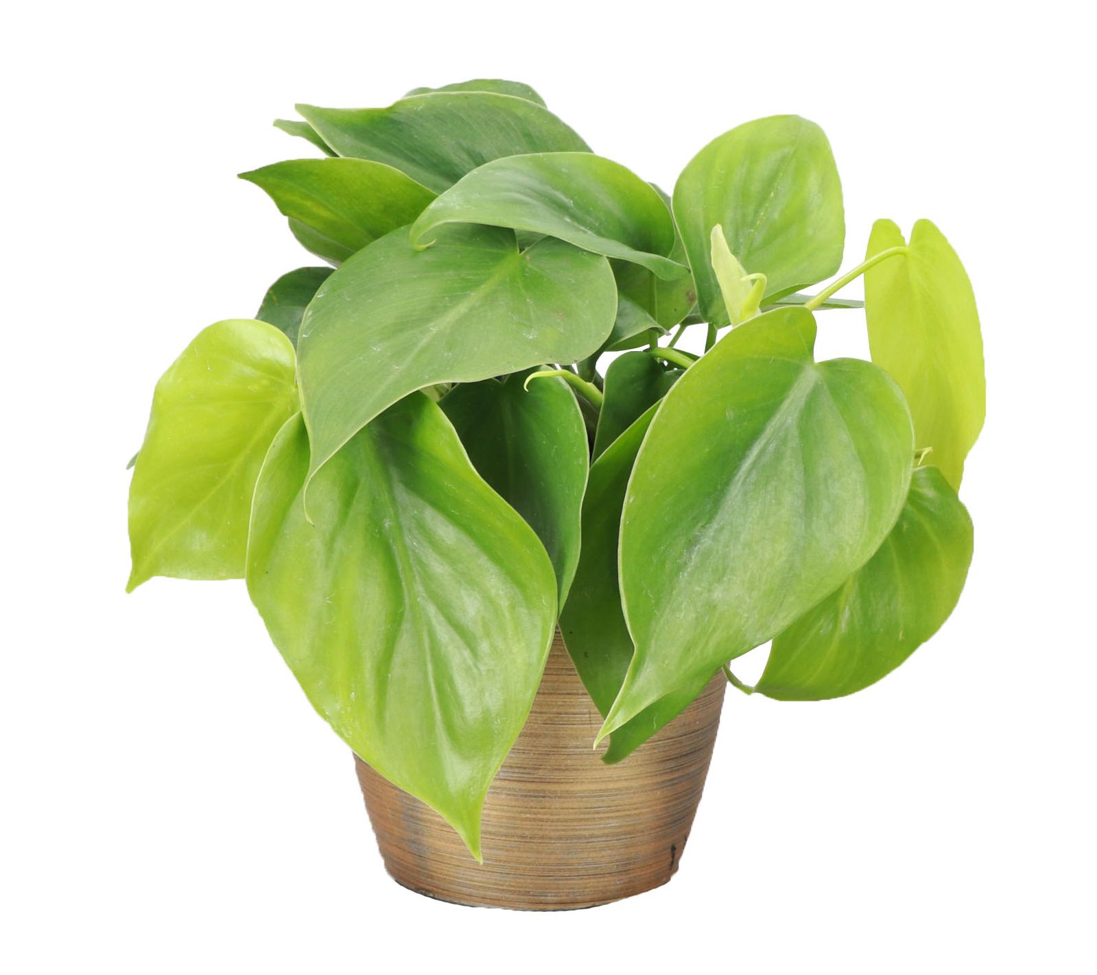 Thorsen's Greenhouse Live 4" Green Philodendronin Classic Pot