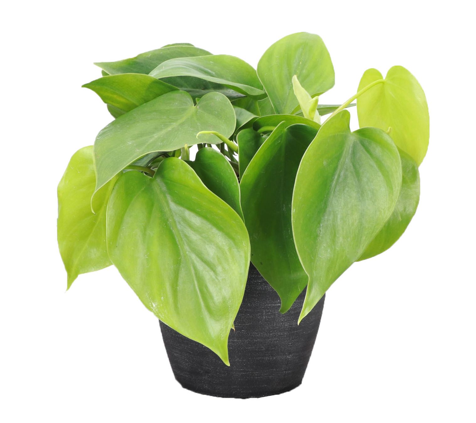 Thorsen's Greenhouse Live 4" Green Philodendronin Classic Pot