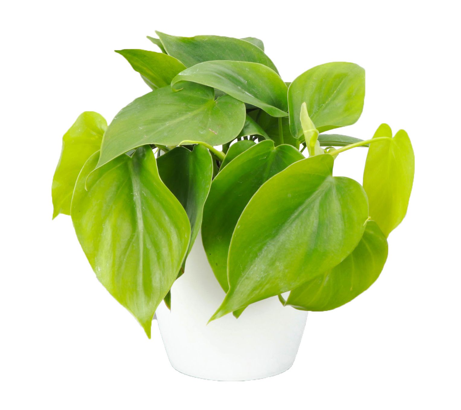 Thorsen's Greenhouse Live 4" Green Philodendronin Classic Pot