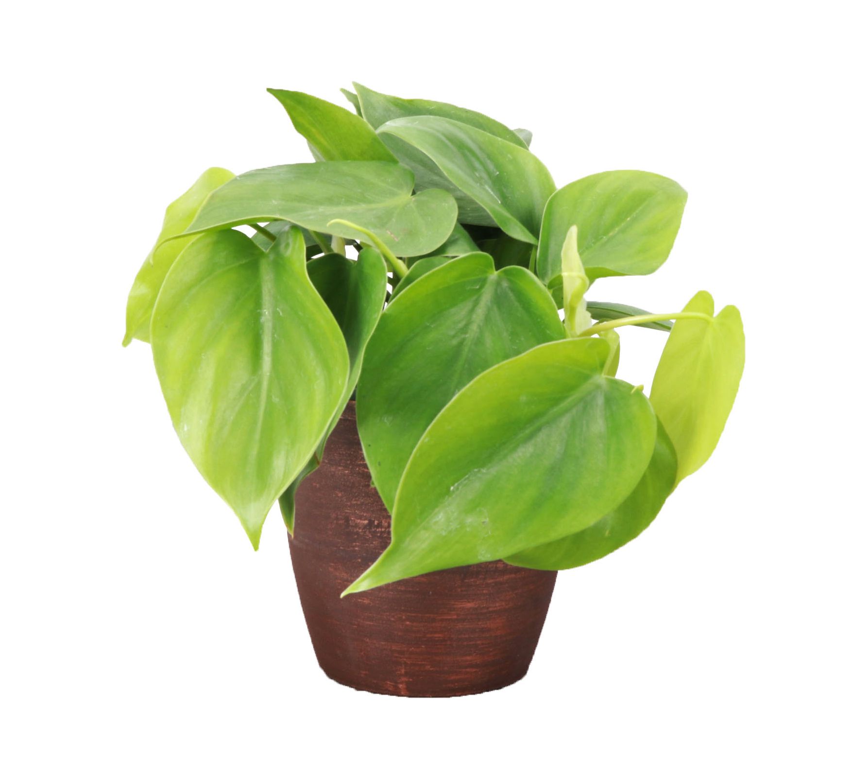 Thorsen's Greenhouse Live 4" Green Philodendronin Classic Pot