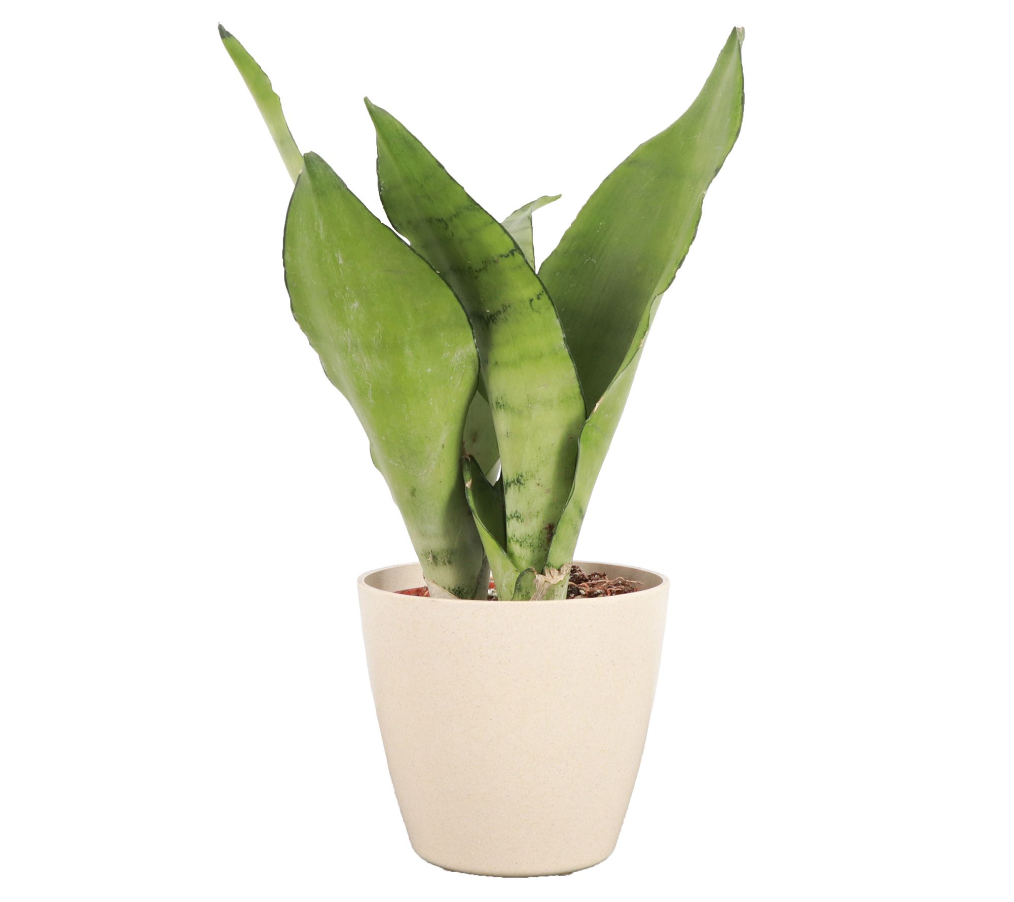 Thorsen's Greenhouse Live 4" Moonshine Snake Plant, Eco Pot