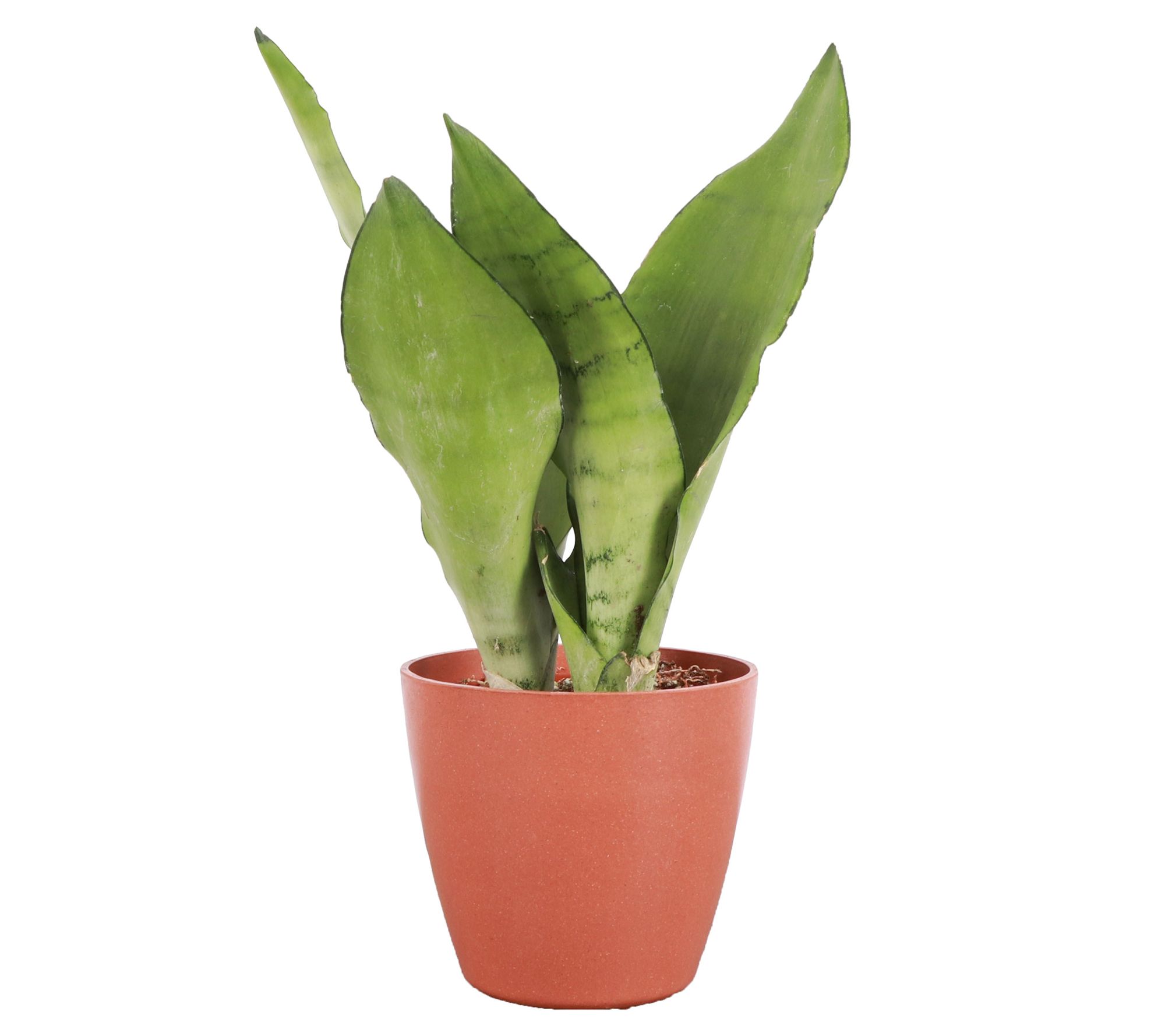 Thorsen's Greenhouse Live 4" Moonshine Snake Plnt, Eco Pot