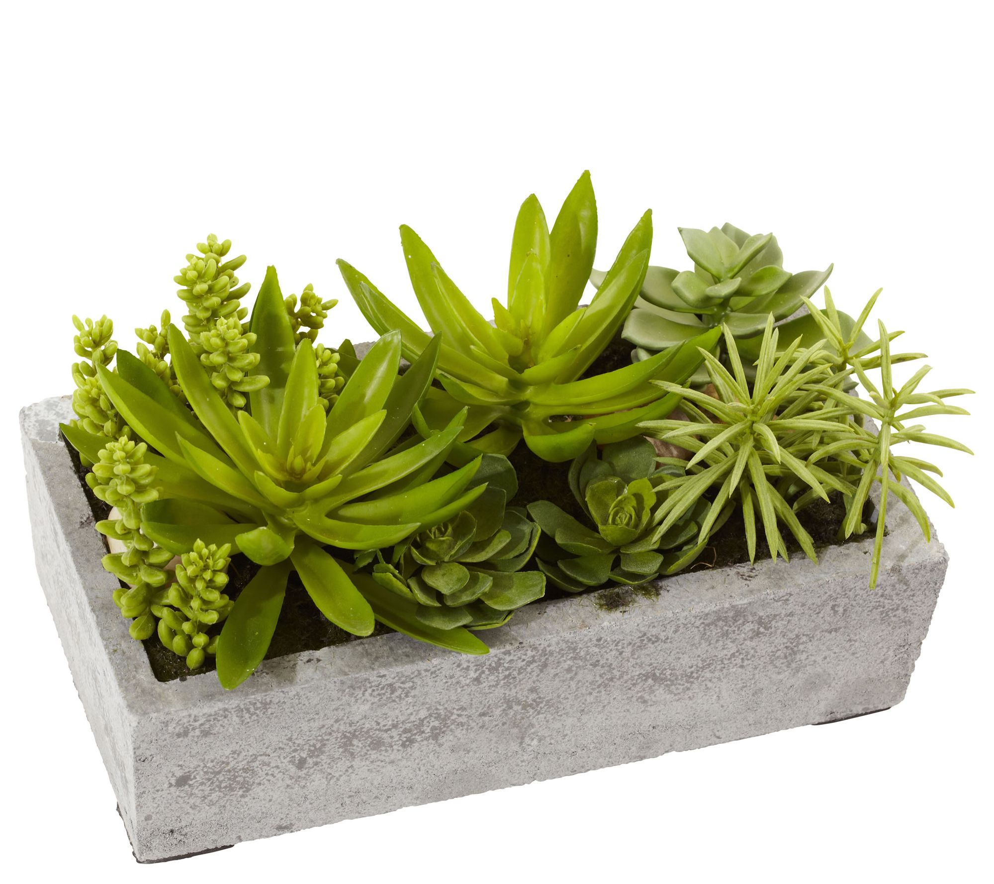 Succulent Garden in Cement Planter by Nearly Natural