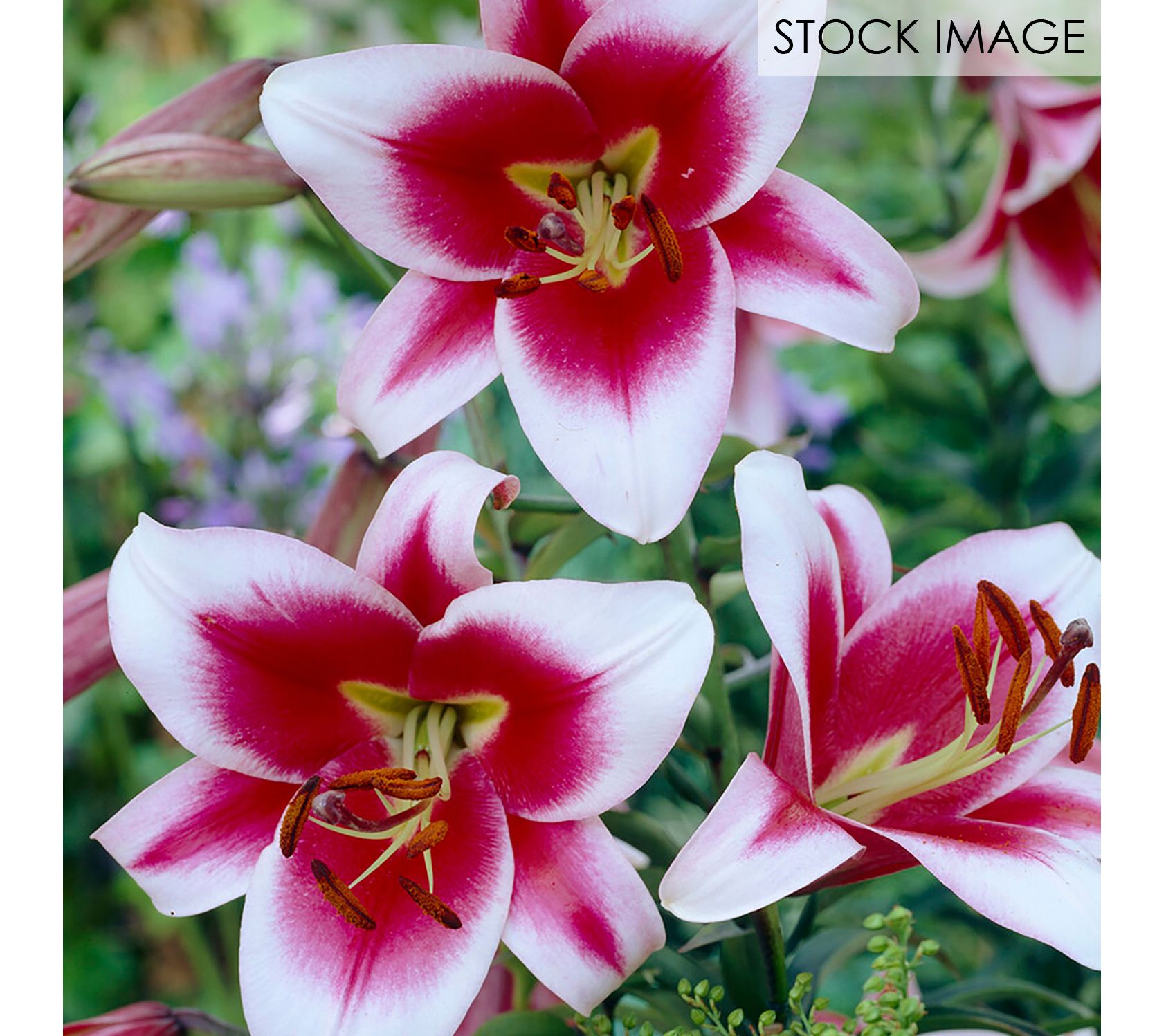 Van Zyverden Lilies OT Hybrid Friso Set of 5 Mammoth Bulbs