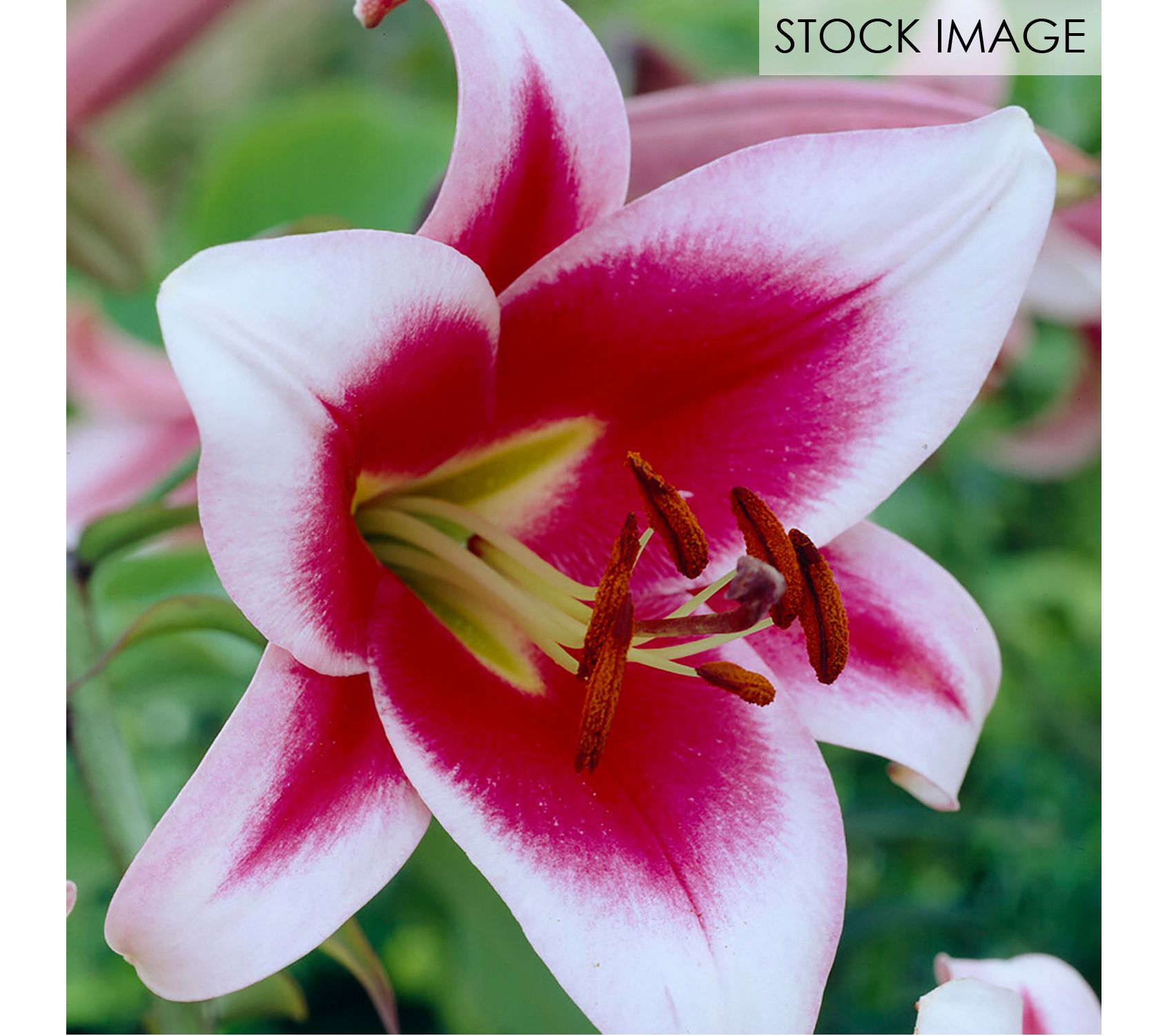 Van Zyverden Lilies OT Hybrid Friso Set of 5 Mammoth Bulbs