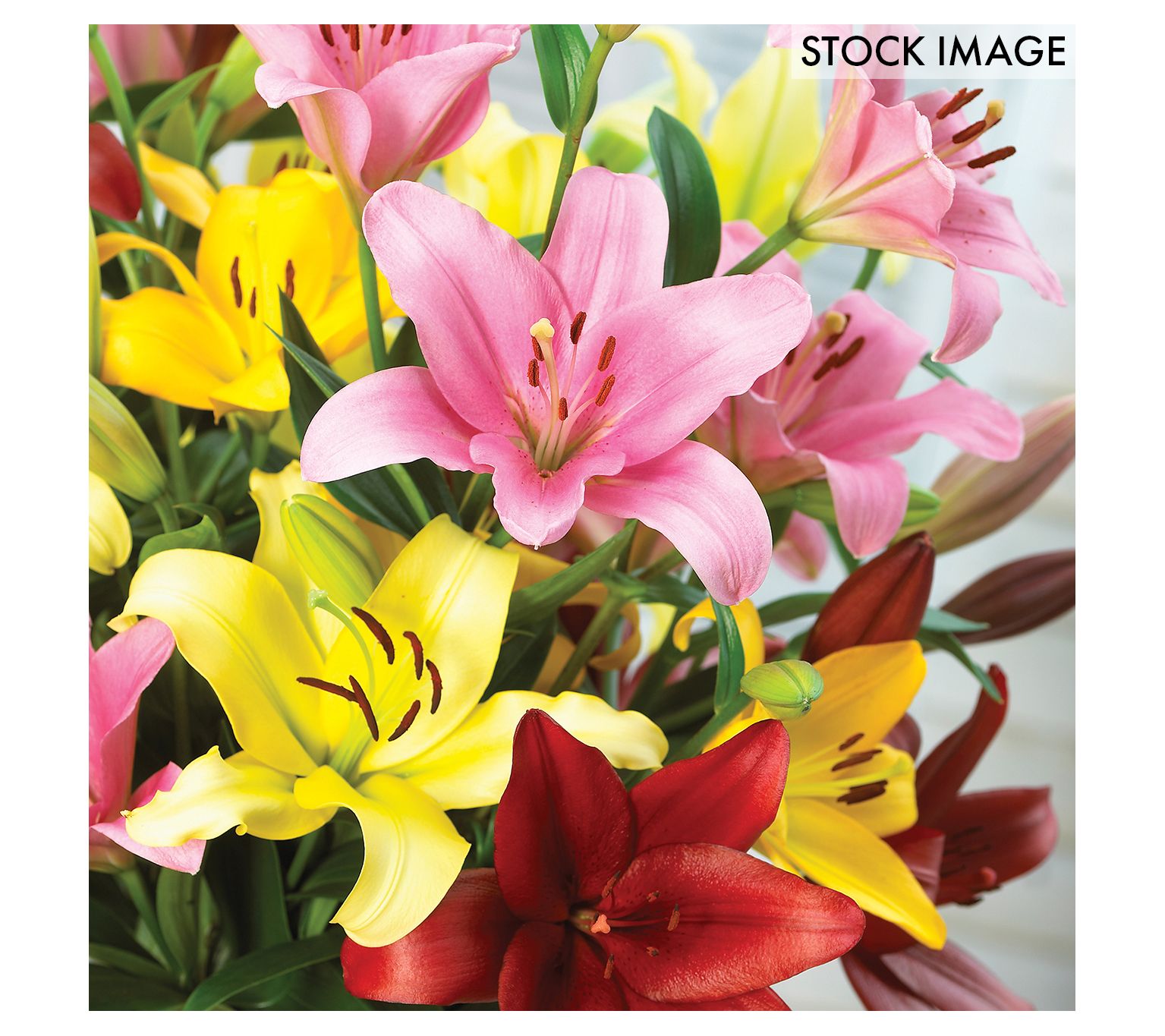 Van Zyverden Lilies Asiatic Mixed Set of 3 Bulbs