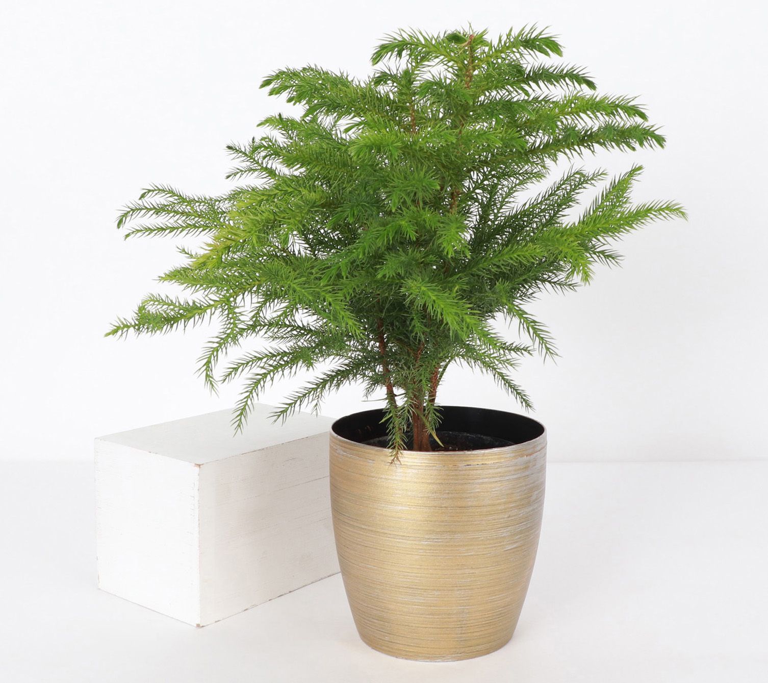 Thorsen's Greenhouse Live 4" Norfolk Pine Plantin Pot