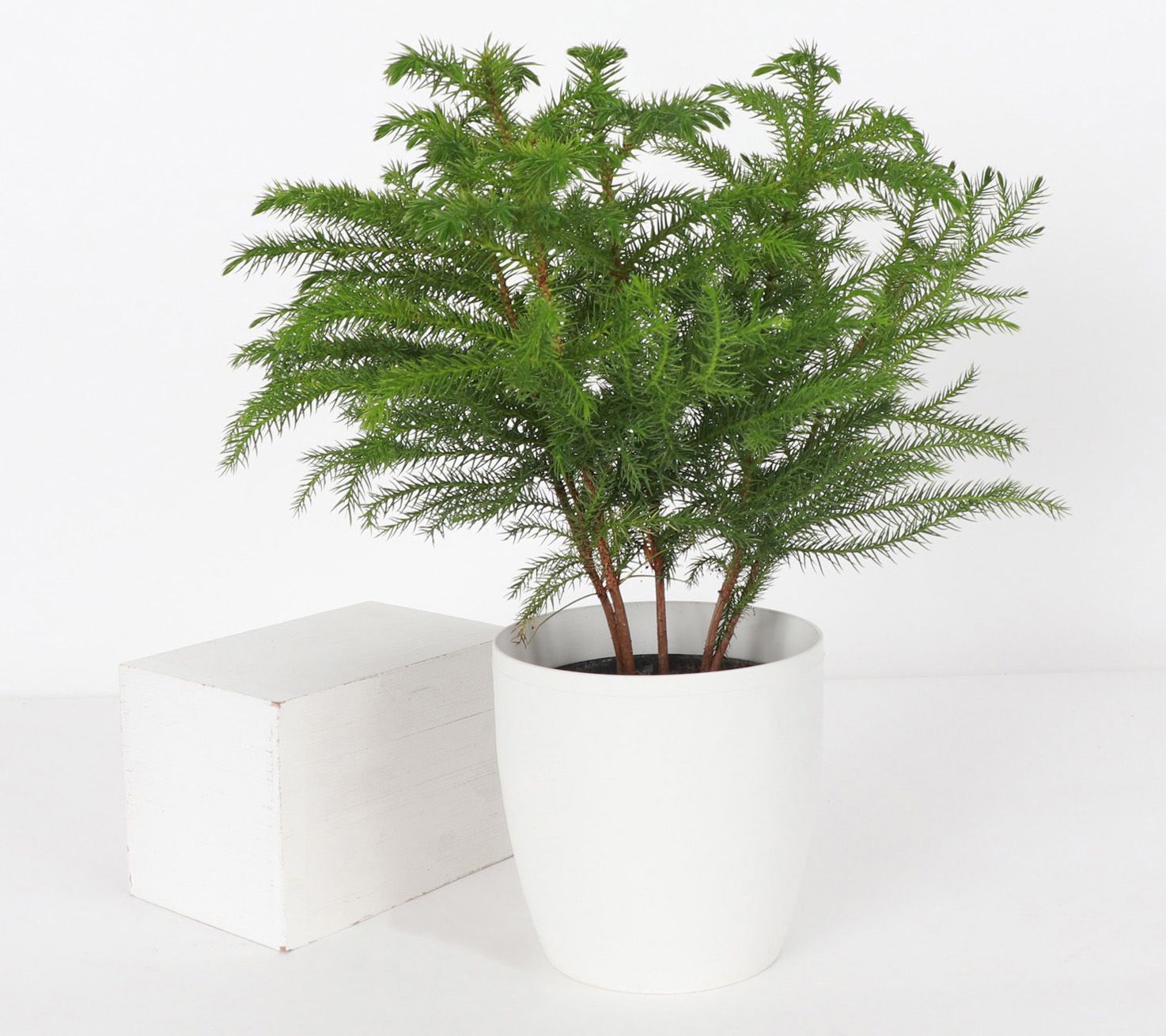 Thorsen's Greenhouse Live 4" Norfolk Pine Plantin Pot