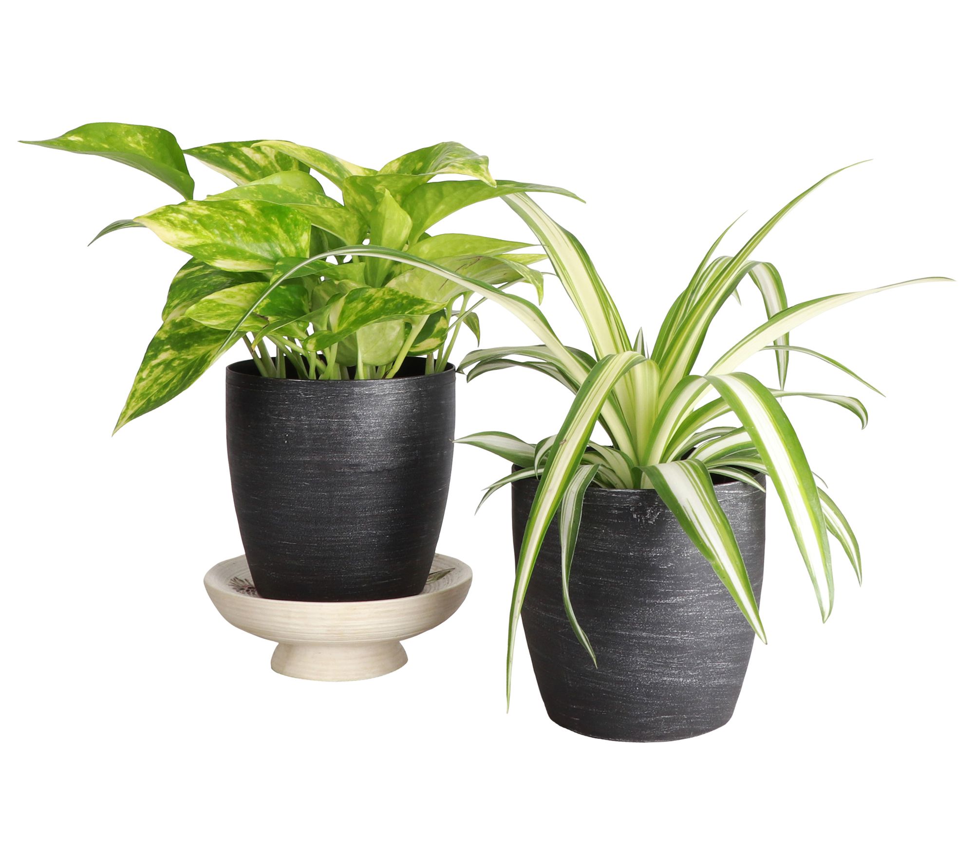 Thorsen's Greenhouse S/2 Live 4" Air PurifyingHouseplants