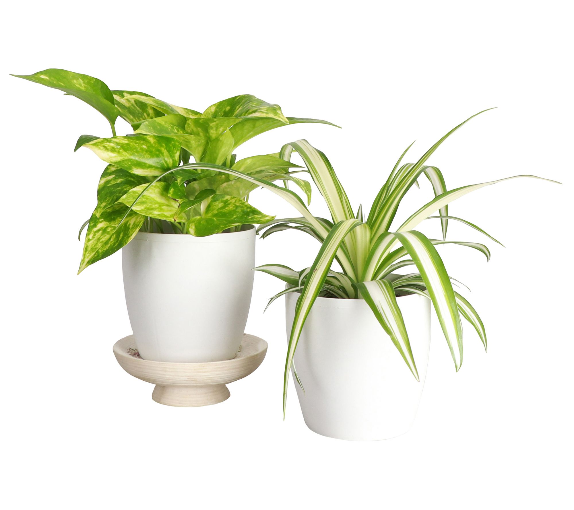 Thorsen's Greenhouse S/2 Live 4" Air PurifyingHouseplants