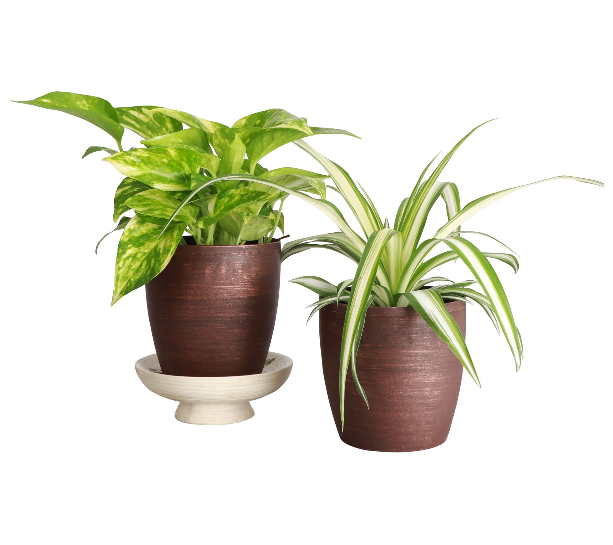 Thorsen's Greenhouse S/2 Live 4" Air PurifyingHouseplants