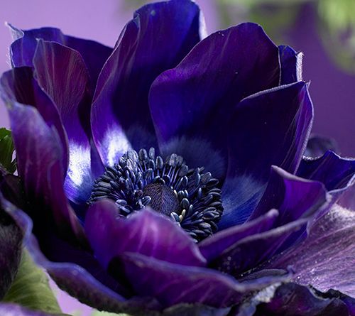 Van Zyverden Wind Flowers Anemones Darkest Blue10 Bulbs
