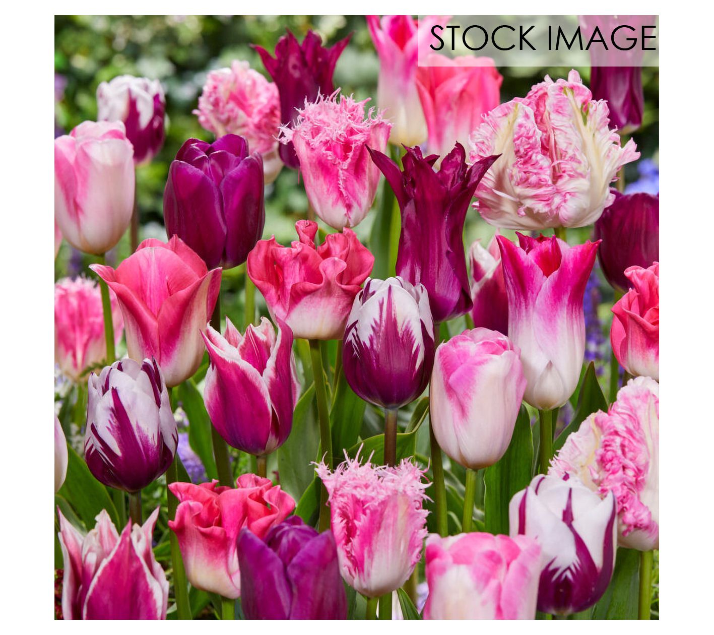 Van Zyverden Tulips Extended Bloom Roseate Mixture 25 Bulbs