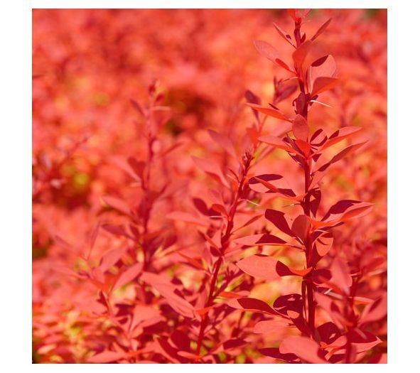 Roberta's Barberry Sunjoy Neo  1pc