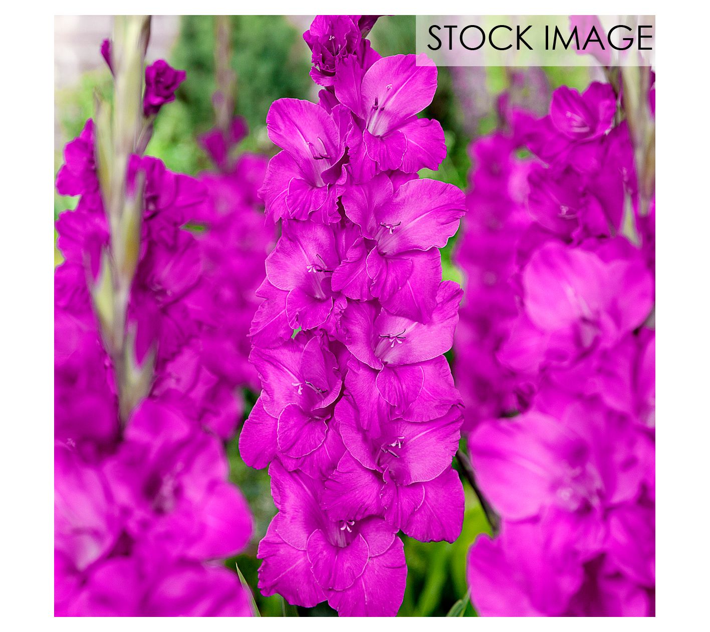 Van Zyverden Gladiolus Large Sugar Plum Set of12 Bulbs