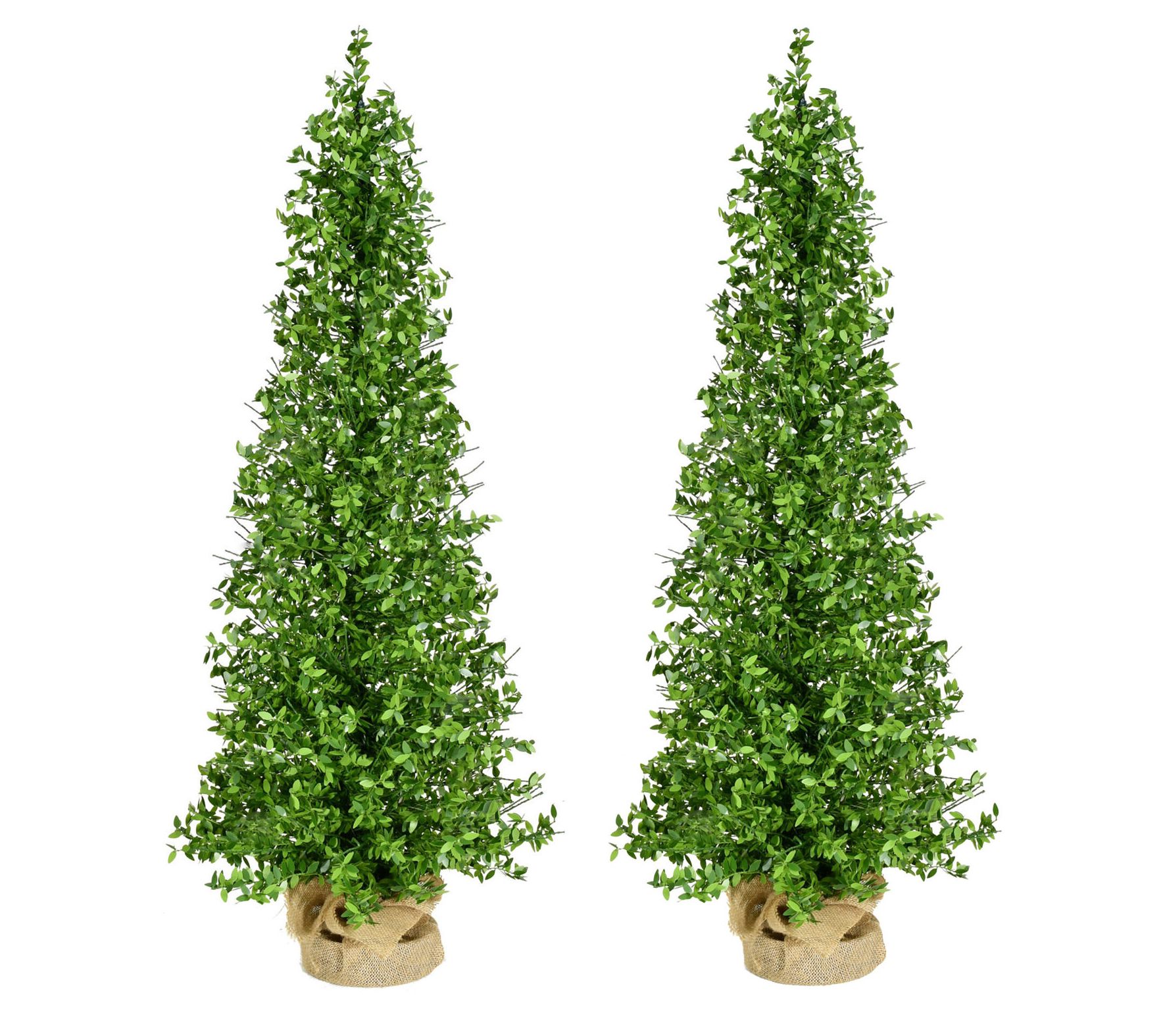 Fraser Hill Farm 3-Ft. Boxwood Porch Tree in Bu rlap Set of 2