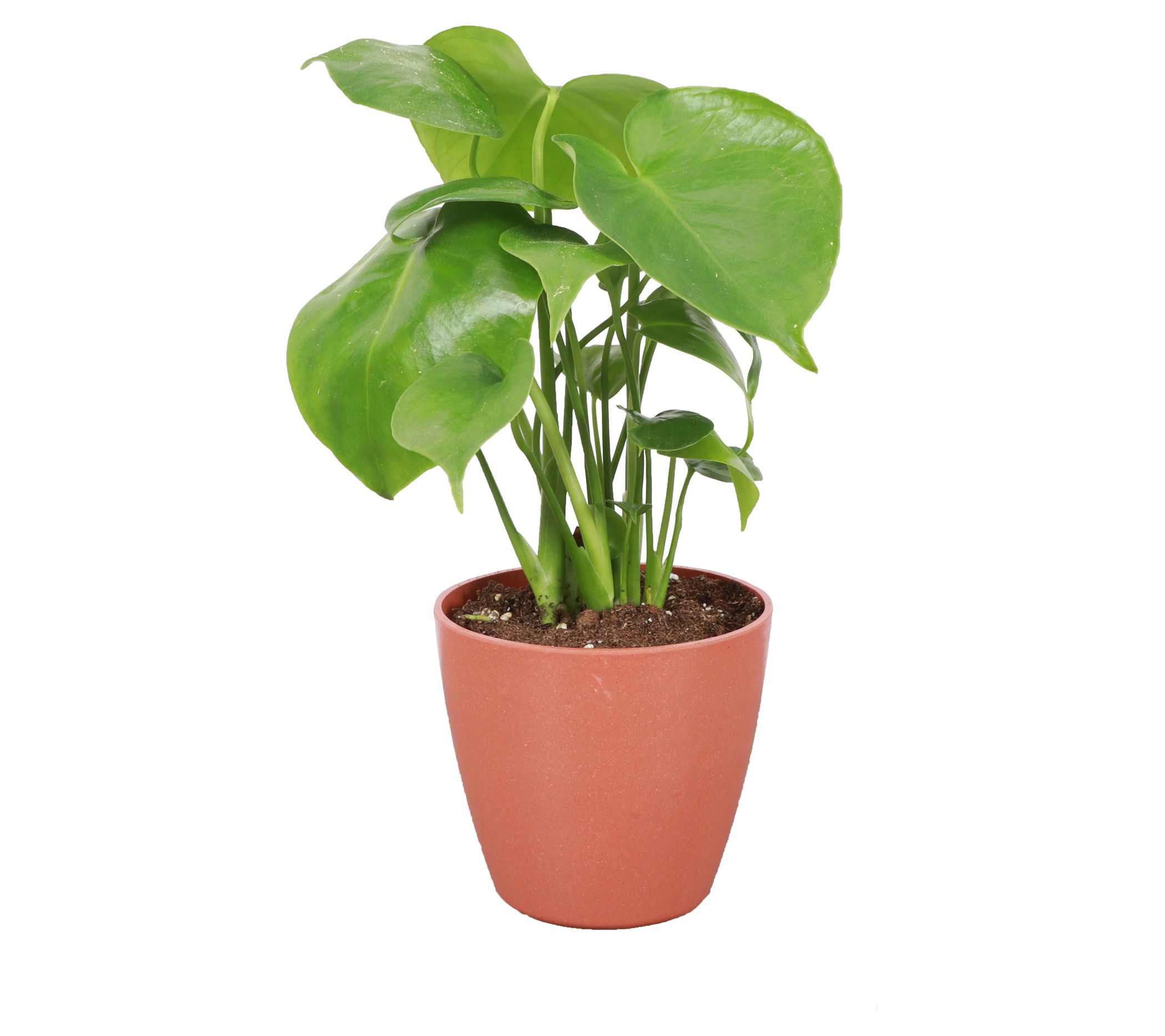 Thorsen's Greenhouse Live Monstera Plant in Pot