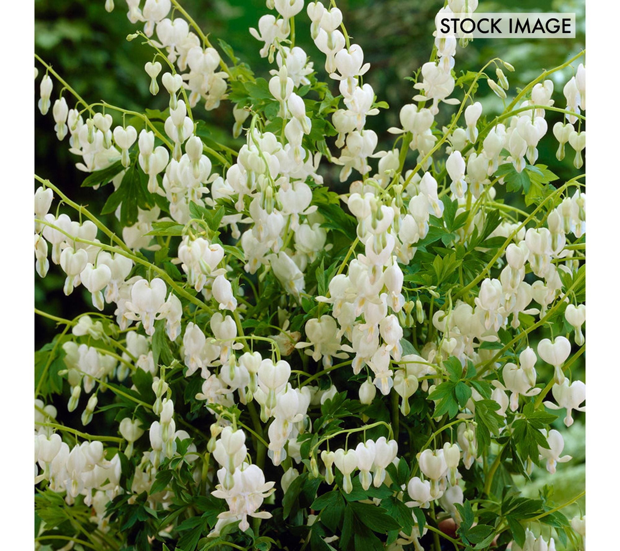 Van Zyverden Bleeding Hearts Alba Set of 1 Roots