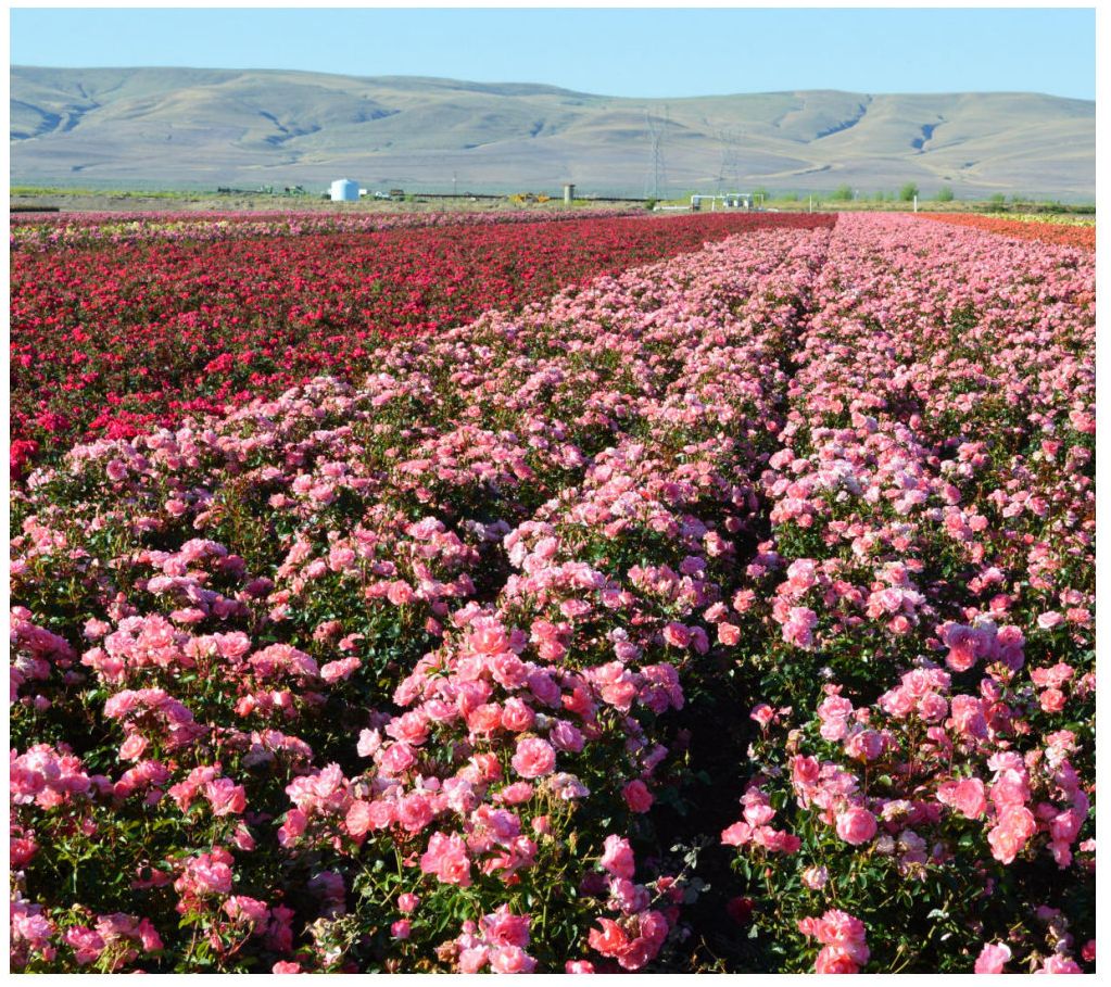 Cottage Farms Savannah Sunbelt Rose
