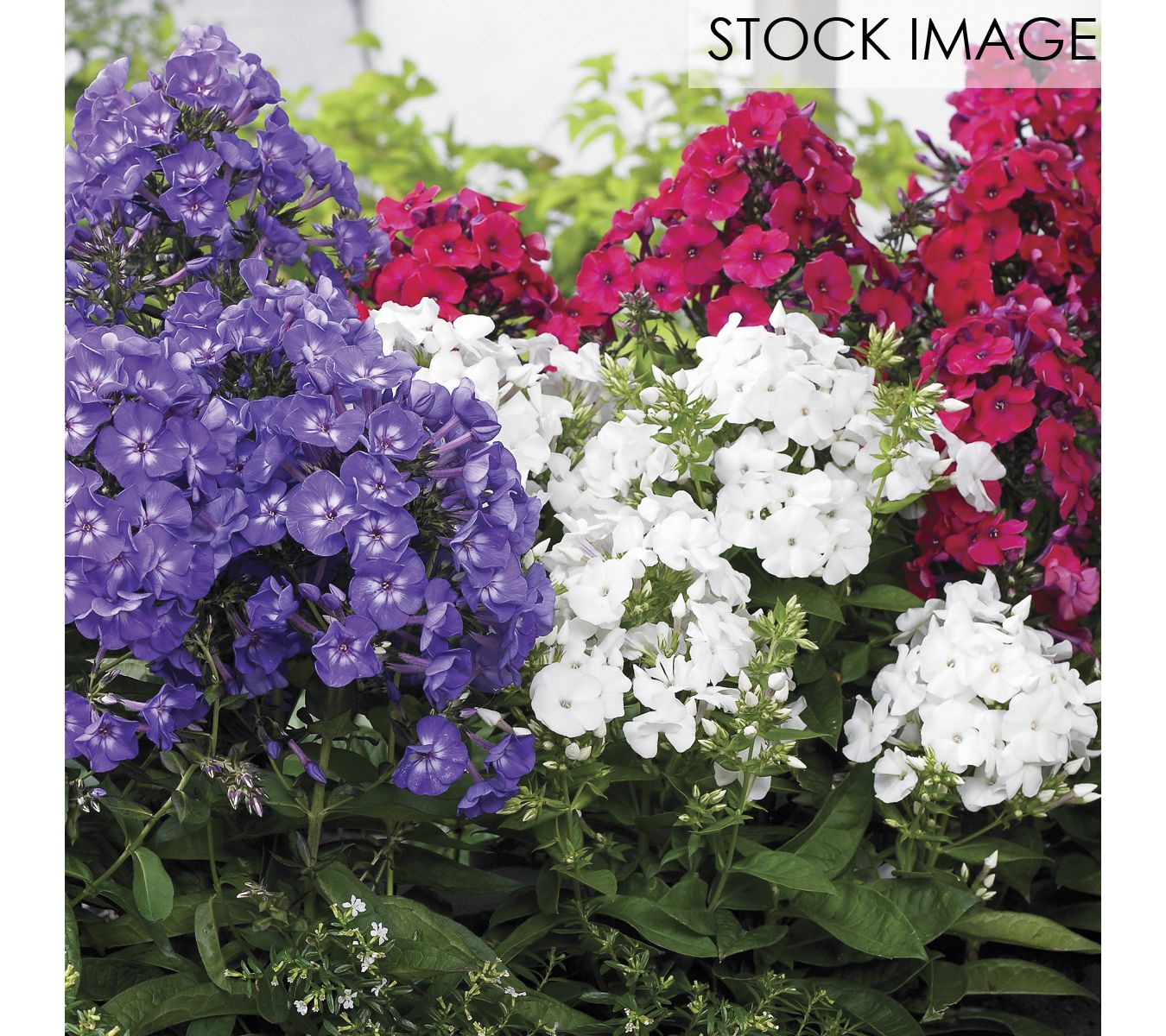 Van Zyverden Tall Phlox Patriotic Festival Blend 5 Roots