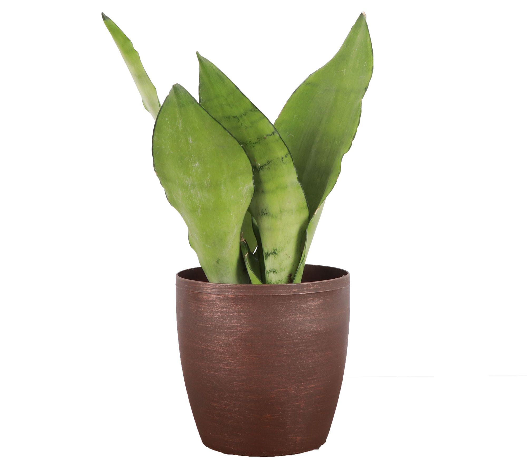 Thorsen's Greenhouse 4" Moonshine Snake Plant,lassic Pot